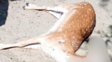 Preocupación en Costa del Este por la aparición de un ciervo muerto con un disparo en la reserva natural
