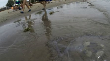 Aguas vivas en la costa: recomendaciones para evitar picaduras y disfrutar del mar