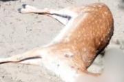 Preocupación en Costa del Este por la aparición de un ciervo muerto con un disparo en la reserva natural