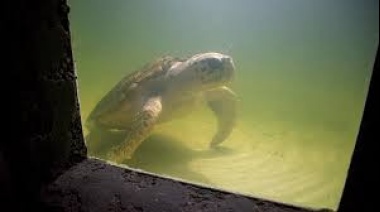 Un tortugo mendocino pasó 40 años en cautiverio y será trasladado a Mar del Plata