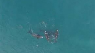 Aparecieron ballenas en Necochea y dieron un espectáculo a pocos metros de la costa