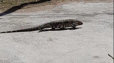 Por el calor, varios  lagartos overos aparecieron en  La Costa