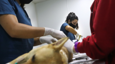 La campaña de castraciones gratuitas de perros y gatos continúa esta semana en San Bernardo