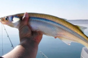 Veda de pesca de pejerrey en la provincia de Buenos Aires: desde el 1° de septiembre hasta el 30 de noviembre