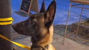 Bravo apareció en San Bernardo: El perro más buscado de La Costa regresa a casa