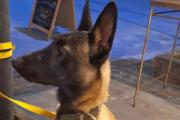 Bravo apareció en San Bernardo: El perro más buscado de La Costa regresa a casa