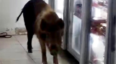 Un chancho salvaje irrumpió en un supermercado de General Madariaga y desató el desconcierto
