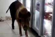 Un chancho salvaje irrumpió en un supermercado de General Madariaga y desató el desconcierto