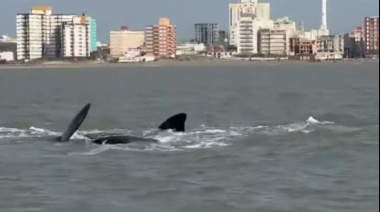 Una ballena sorprendió a pescadores artesanales en Mar de Ajó