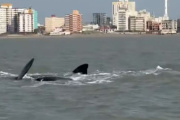 Una ballena sorprendió a pescadores artesanales en Mar de Ajó