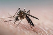 El Partido de La Costa es el único con casos autóctonos de dengue