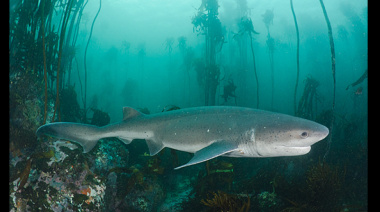 El jardín de infantes del mar: San Clemente del Tuyú, cuna del tiburón gatopardo