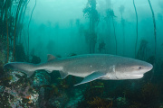 El jardín de infantes del mar: San Clemente del Tuyú, cuna del tiburón gatopardo