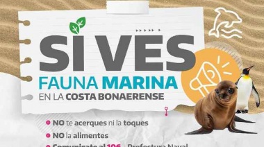 Indignación por la muerte de un delfín en Mar del Tuyú: ¿Qué estamos haciendo mal?