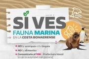 Indignación por la muerte de un delfín en Mar del Tuyú: ¿Qué estamos haciendo mal?