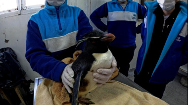 Impacto humano en la fauna marina: más de 200 animales asistidos en el primer semestre