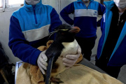 Impacto humano en la fauna marina: más de 200 animales asistidos en el primer semestre