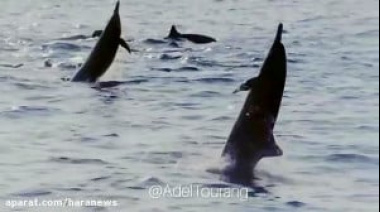 Impactante encuentro con delfines, lobos marinos y una ballena frente a Necochea