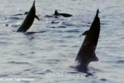 Impactante encuentro con delfines, lobos marinos y una ballena frente a Necochea