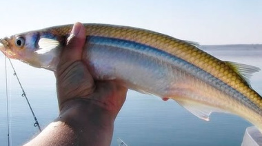 Veda de pesca de pejerrey en la provincia de Buenos Aires: desde el 1° de septiembre hasta el 30 de noviembre