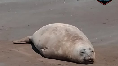Rescatan y acompañan a un elefante marino en su regreso al mar en Mar del Tuyú