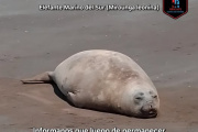 Rescatan y acompañan a un elefante marino en su regreso al mar en Mar del Tuyú