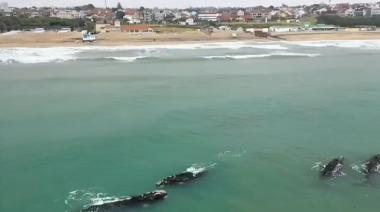 Festival de ballenas en Mar del Plata: cuatro ejemplares sorprendieron en la costa