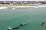 Festival de ballenas en Mar del Plata: cuatro ejemplares sorprendieron en la costa
