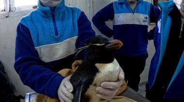 Impacto humano en la fauna marina: más de 200 animales asistidos en el primer semestre