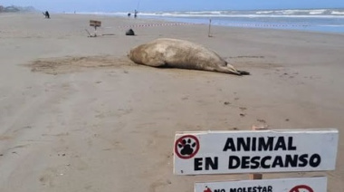 Avistan un elefante marino en la playa de Mar del Tuyú