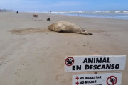 Avistan un elefante marino en la playa de Mar del Tuyú