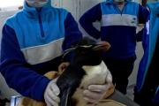 Impacto humano en la fauna marina: más de 200 animales asistidos en el primer semestre