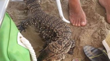 Un lagarto overo apareció  en la playa de Santa Teresita