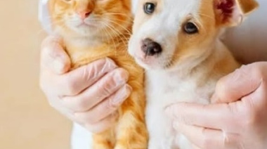 Vacunación antirrábica gratuita para perros y gatos en Las Toninas