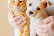 Vacunación antirrábica gratuita para perros y gatos en Las Toninas