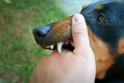 Ataque canino en General Madariaga: una mujer perdió el pulgar tras intentar salvar a su mascota