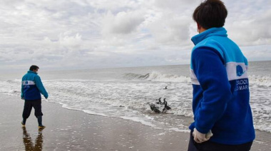 Once pingüinos y un lobo marino volvieron al mar tras ser rehabilitados
