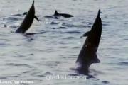 Impactante encuentro con delfines, lobos marinos y una ballena frente a Necochea