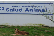 Atención primaria en el Centro Municipal de Salud Animal de Mar del Tuyú