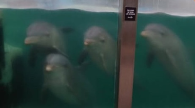 Conmoción en Mar del Plata por el estado de los animales en el ex Aquarium