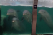 Conmoción en Mar del Plata por el estado de los animales en el ex Aquarium
