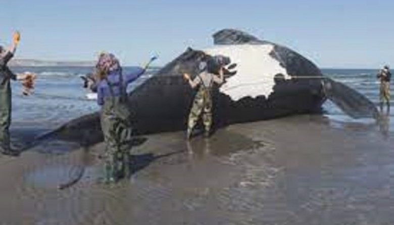 Ya son nueve las ballenas muertas halladas en Chubut: buscan determinar los motivos