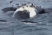 Hallaron seis ballenas muertas en las costas de Puerto Pirámides