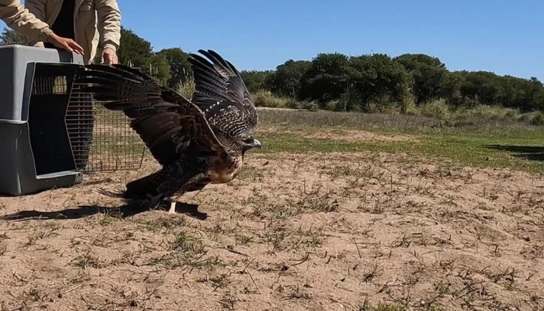 Un águila mora volvió a su hábitat después de meses de rehabilitación en un centro de rescate
