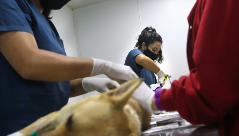 La campaña de castraciones gratuitas de perros y gatos continúa esta semana en San Bernardo