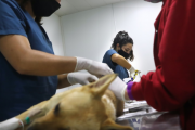 La campaña de castraciones gratuitas de perros y gatos continúa esta semana en San Bernardo