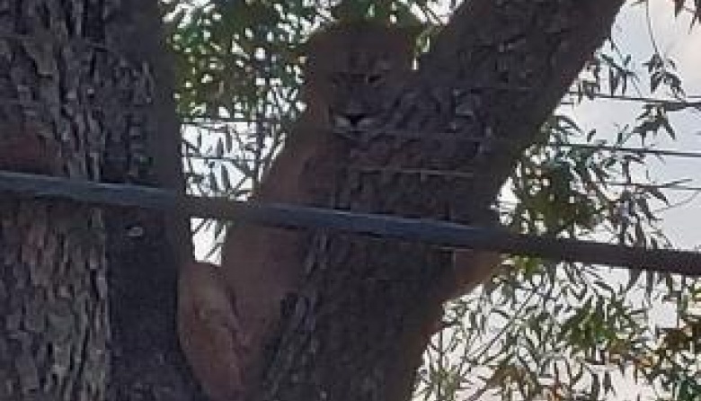 Vecinos alarmados por la presencia de un puma en Balcarce