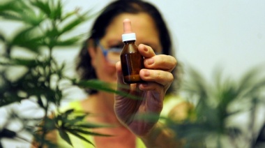 Autorizan el autocultivo de cannabis medicinal y la venta de aceites en farmacias