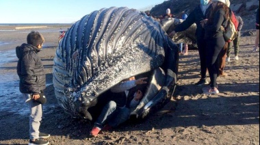 Una "ballena jorobada" apareció muerta y piden a la población que no se acerque