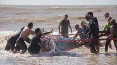 Conmovedor rescate de una ballena jorobada encallada en Villa Gesell